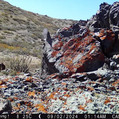 Фотография с манулом с фотоловушки Жиланды