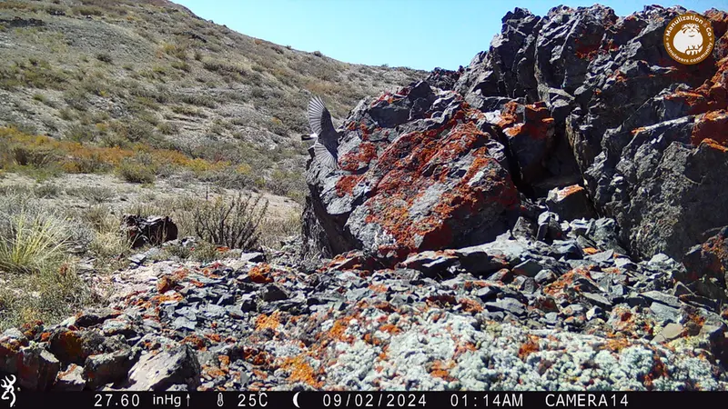 Фотография с манулом с фотоловушки Жиланды