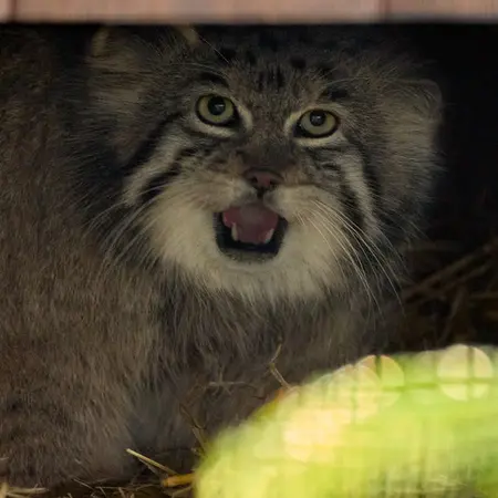 Фотография Чингиса в Краковском Зоопарке