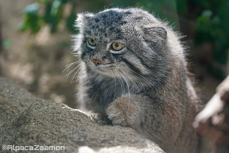 Фотография Нара в Царстве Животных Кобе