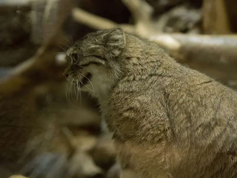 Фотография Примулы в Зоопарке Уено