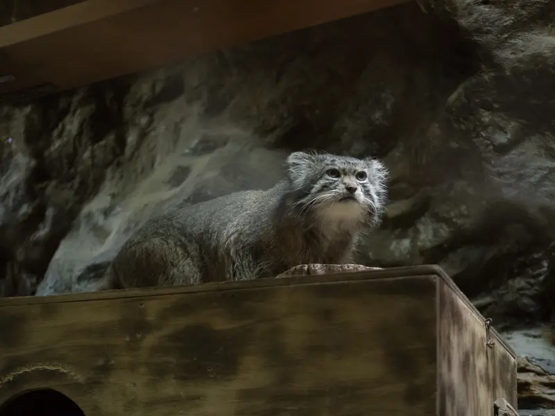 Фотография Клёна в Зоопарке Уено