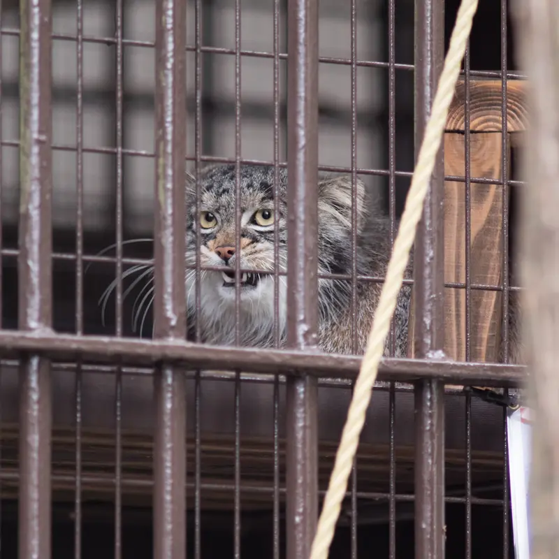 Фотография Фиги в Зоопарке Ногеяме