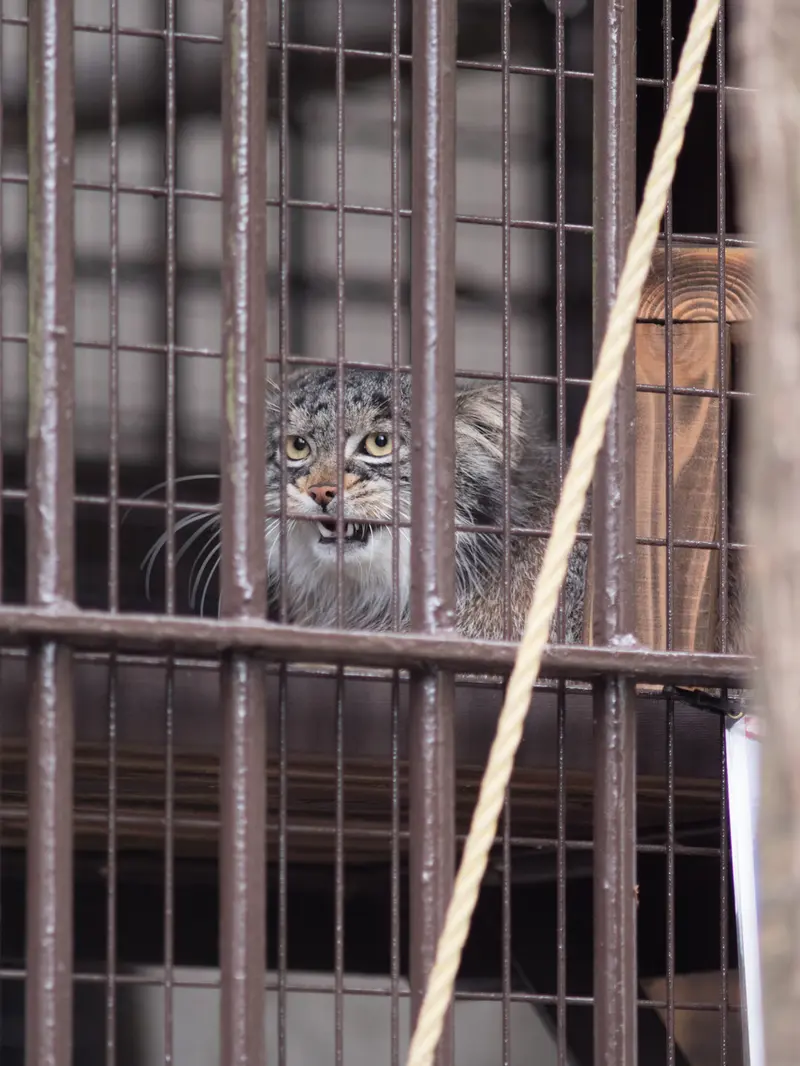 Фотография Фиги в Зоопарке Ногеяме