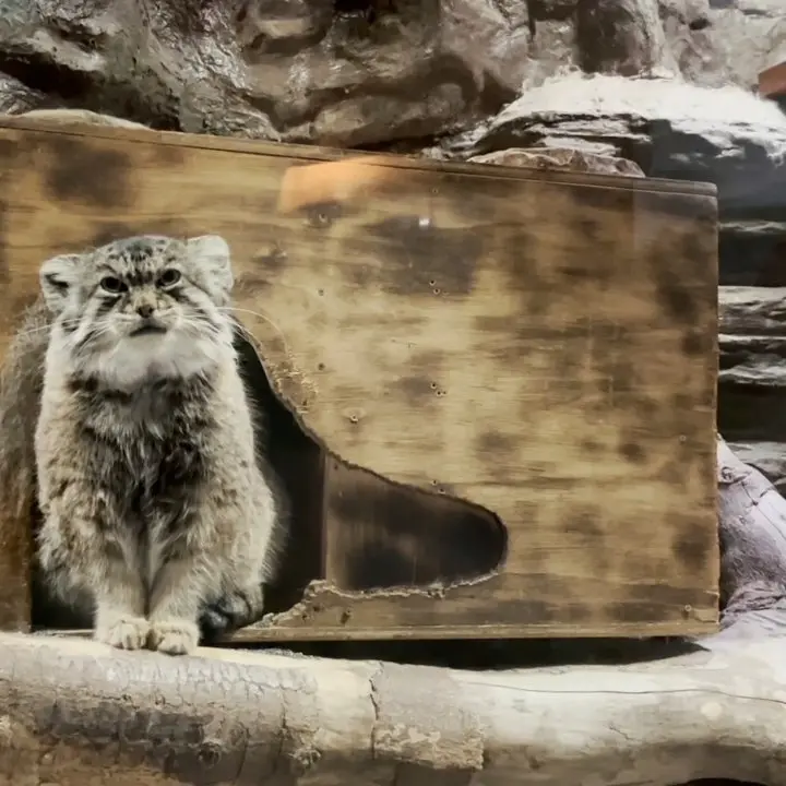 Фотография с манулом в Зоопарке Уено