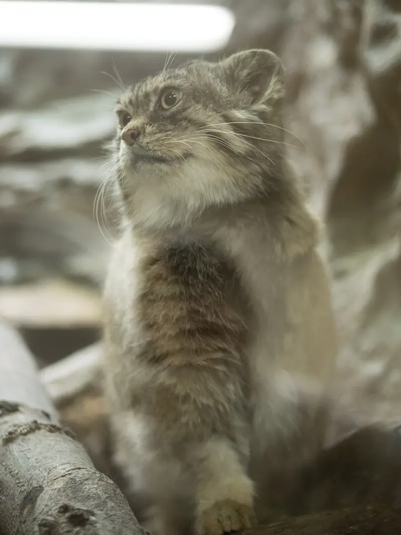 Фотография Примулы в Зоопарке Уено