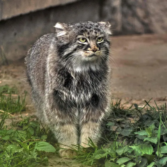Фотография Дарлая в Московском Зоопарке