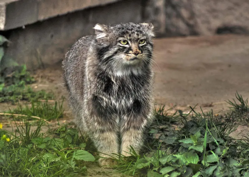 Фотография Дарлая в Московском Зоопарке