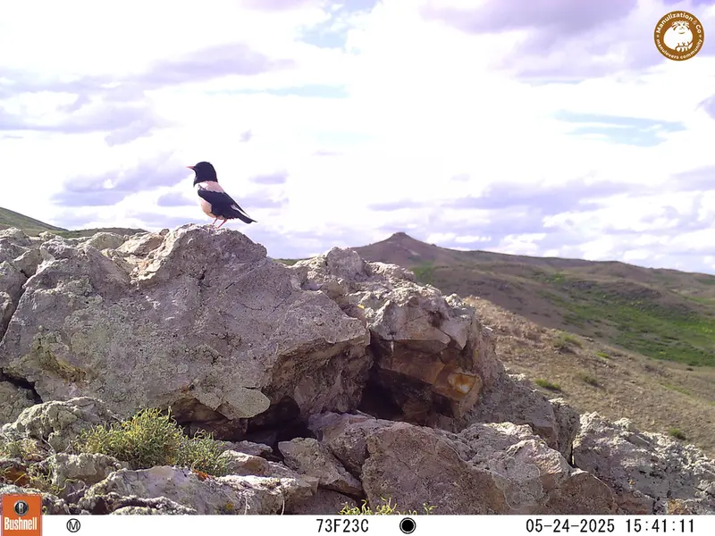 Фотография с манулом с фотоловушки Бесшокы 1