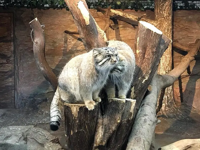 Фотография с манулом