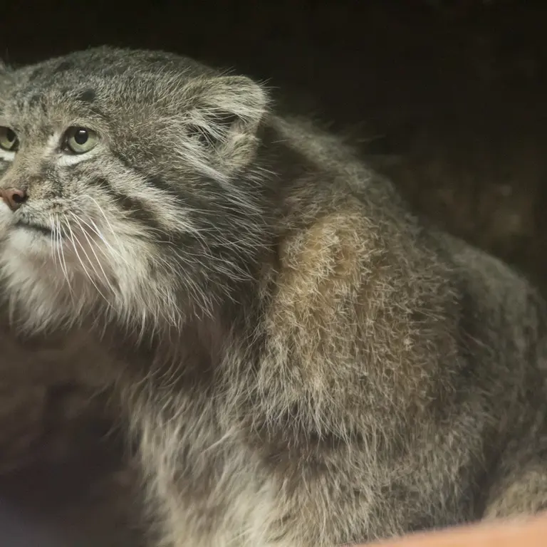 Фотография Клёна в Зоопарке Уено
