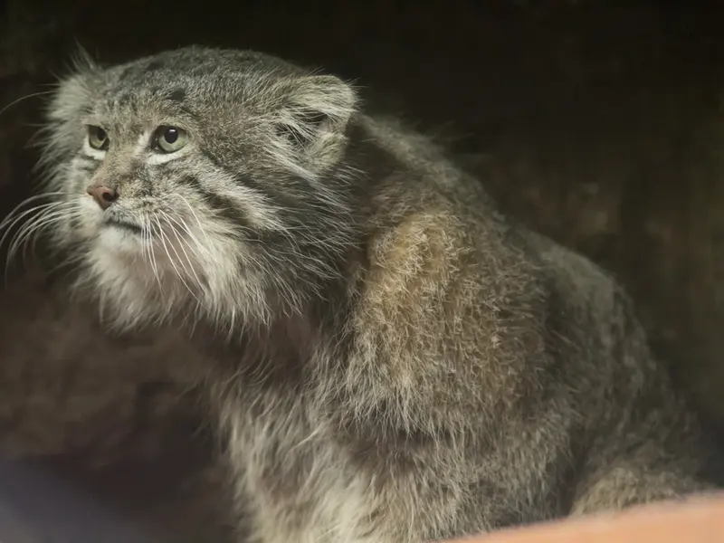 Фотография Клёна в Зоопарке Уено