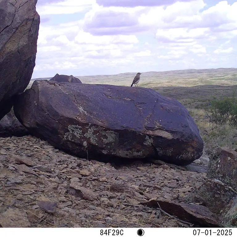 Фотография с манулом с фотоловушки Кошкар [новинка]