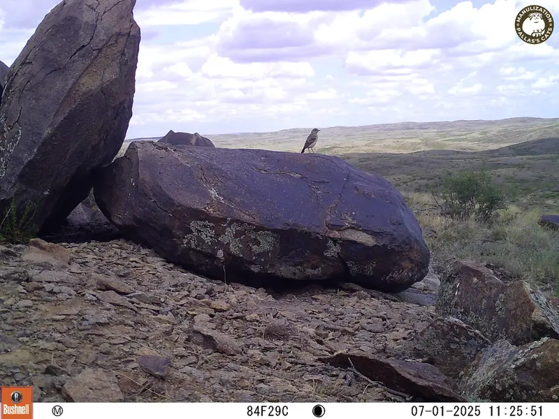 Фотография с манулом с фотоловушки Кошкар [новинка]