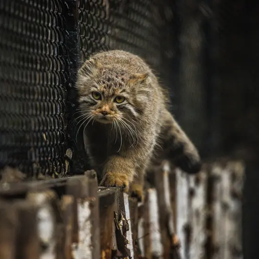 Фотография Лолошика 2024 Г.р. Ⅰ в Новосибирском Зоопарке