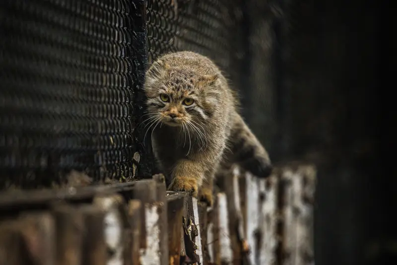 Фотография Лолошика 2024 Г.р. Ⅰ в Новосибирском Зоопарке