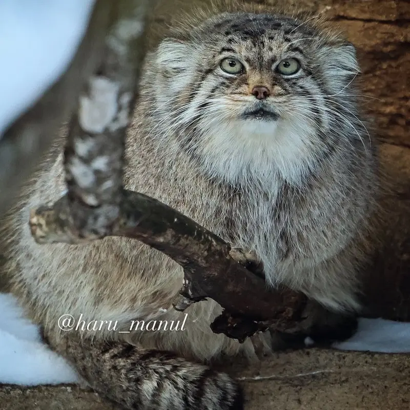 Фотография Полли в Царстве Животных Насу