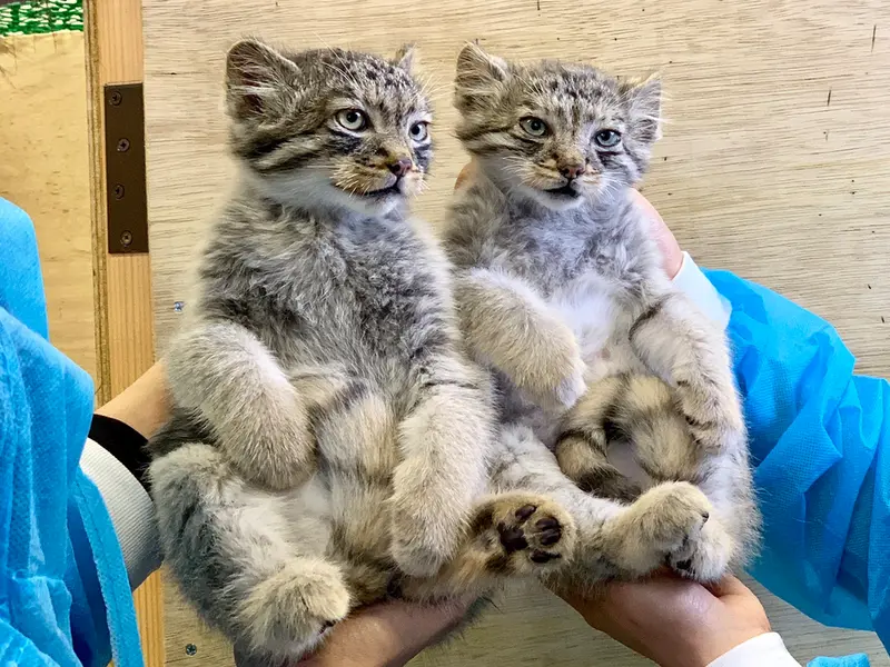 Фотография с манулом