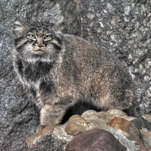 Фотография Дарлая в Московском Зоопарке