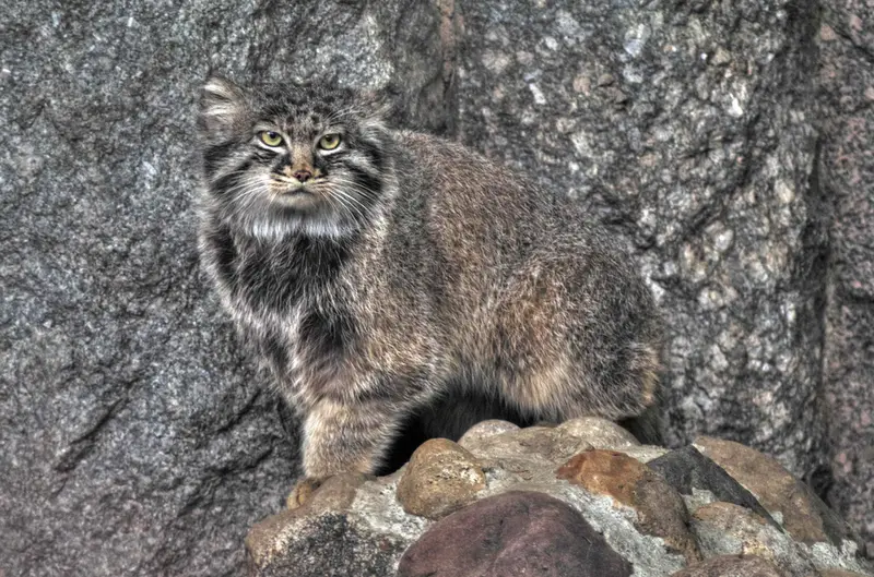 Фотография Дарлая в Московском Зоопарке