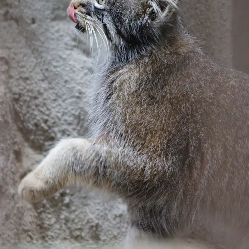 Фотография Фиги в Зоопарке Ногеяме