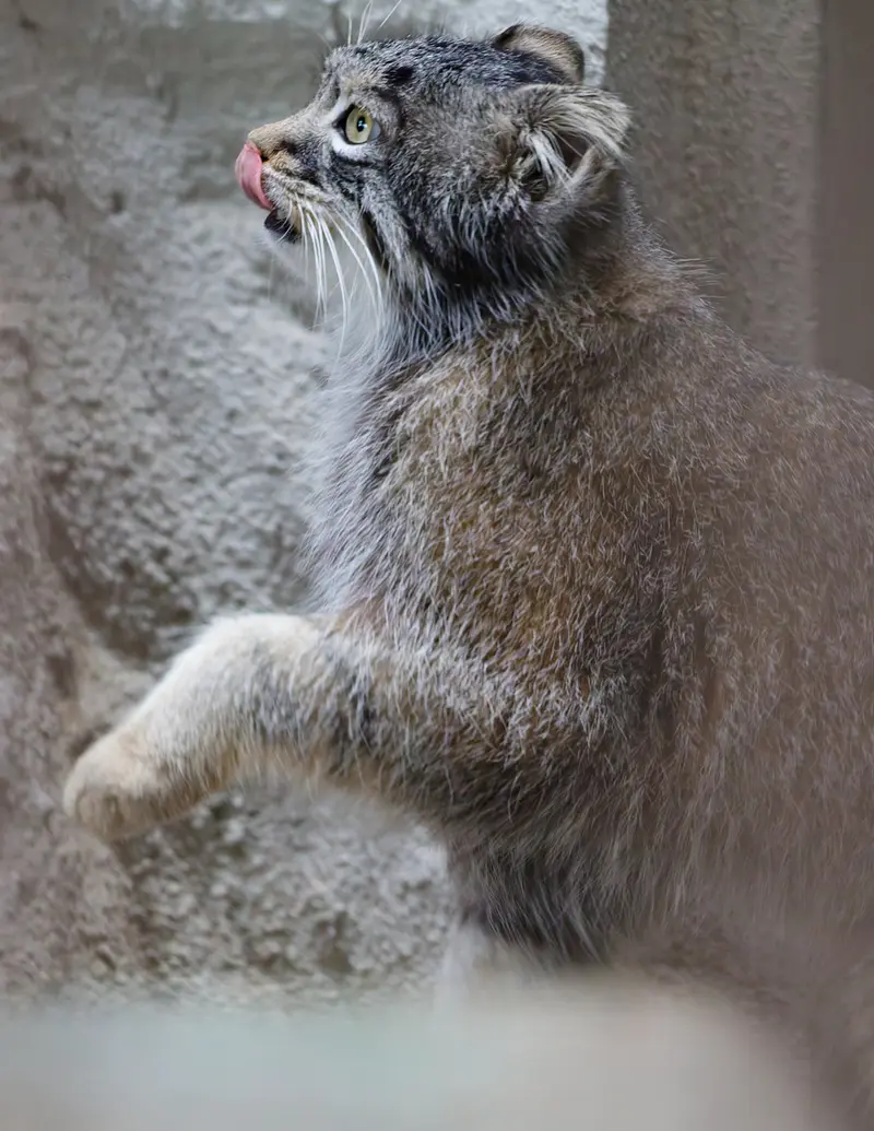 Фотография Фиги в Зоопарке Ногеяме