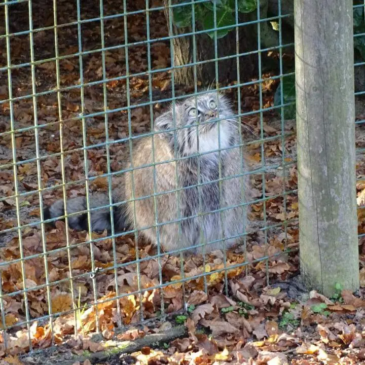 Фотография с манулом в Биг Кэт Сэнкшуари
