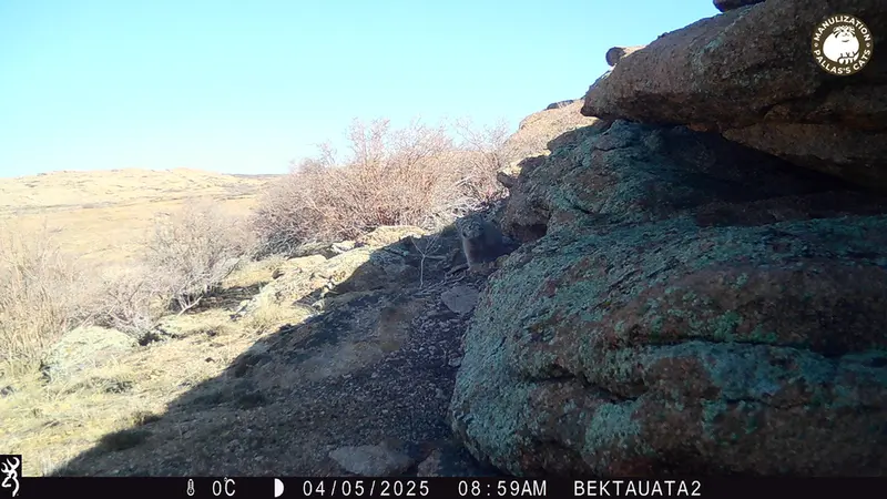 Фотография Сибирского Манула с фотоловушки Бектауата 2