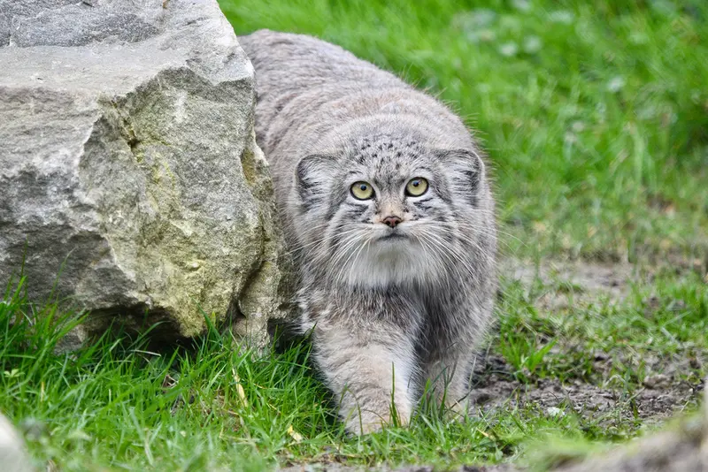 Фотография Хараа в Парке диких животных Порт-Лимпн