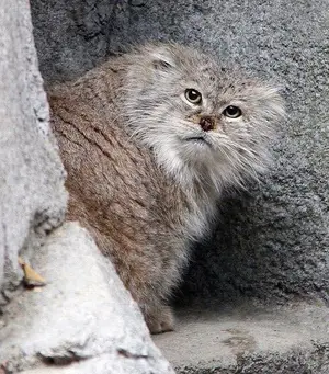 Фотография с манулом