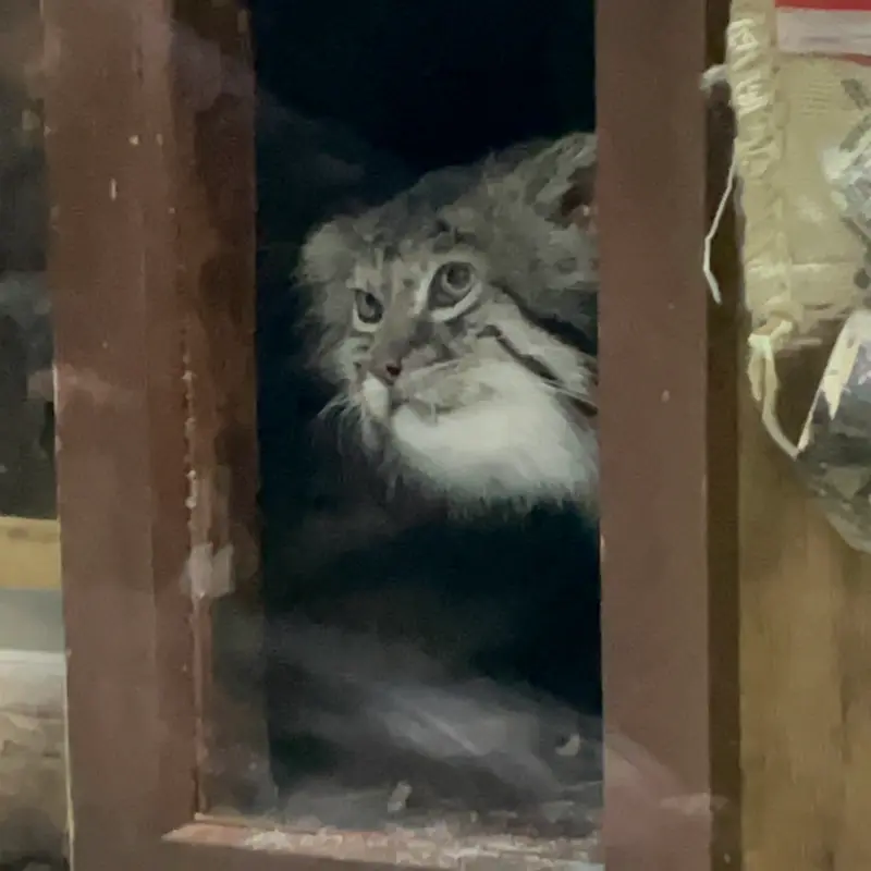 Фотография Клёна в Зоопарке Уено