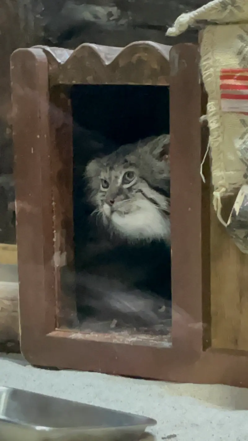 Фотография Клёна в Зоопарке Уено