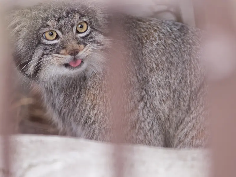 Фотография Фиги в Зоопарке Ногеяме