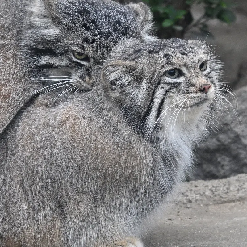 Фотография Аз в Царстве Животных Кобе