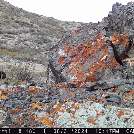 Фотография с манулом с фотоловушки Жиланды