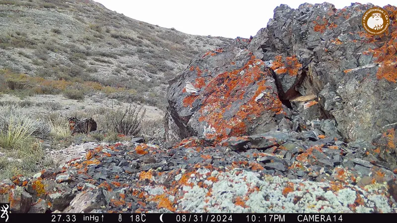 Фотография с манулом с фотоловушки Жиланды