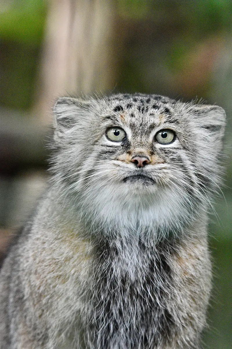 Фотография Манеки-Неко в Берлинском Зоопарке