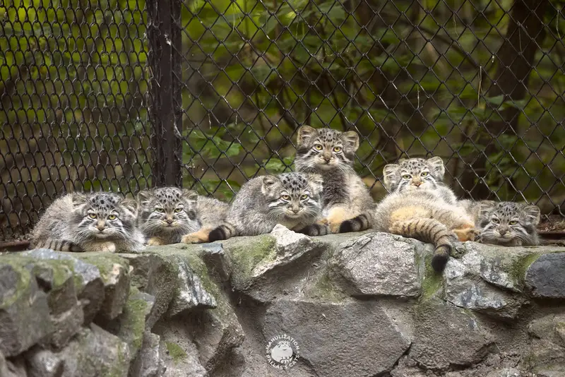 День рождения Лолошек! 🥳