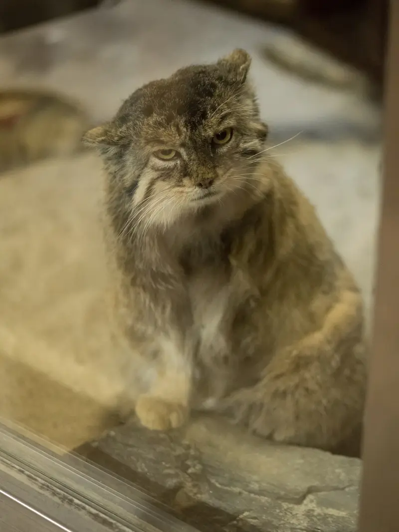 Фотография Примулы в Зоопарке Уено