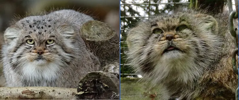 Фотография с манулом