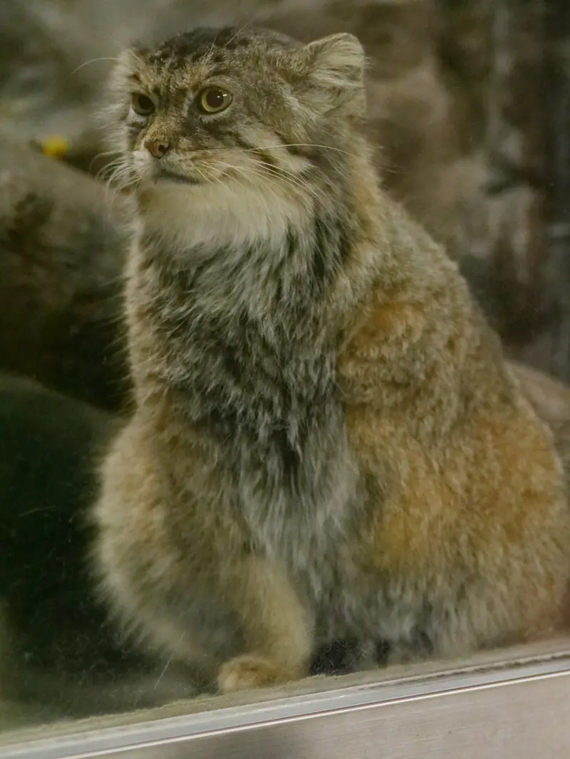 Фотография с манулом