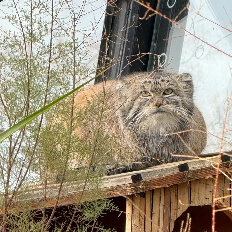 Фотография Спая в Пражском Зоопарке