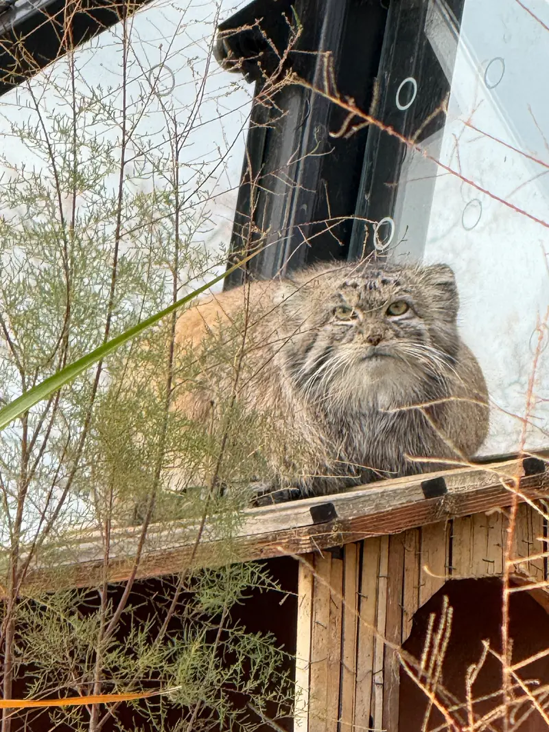 Фотография Спая в Пражском Зоопарке