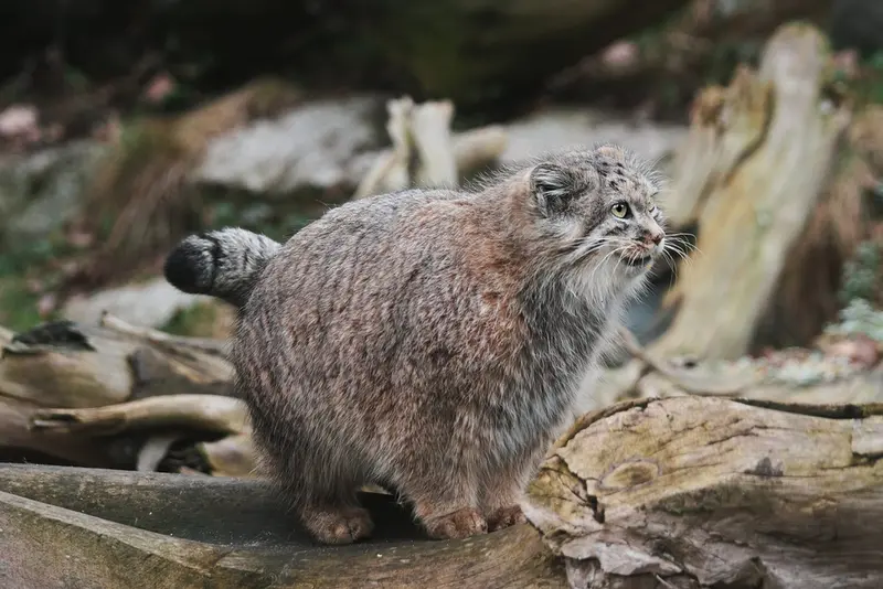 Фотография Зарины в Вроцлавском Зоопарке