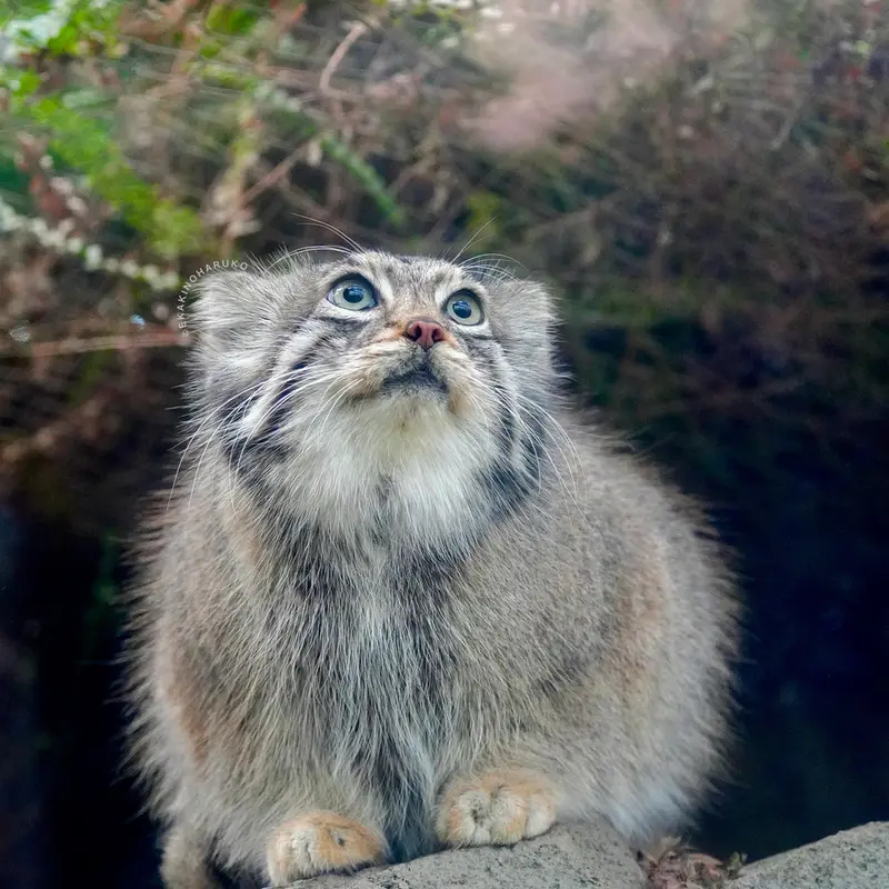 Фотография Аз в Царстве Животных Кобе