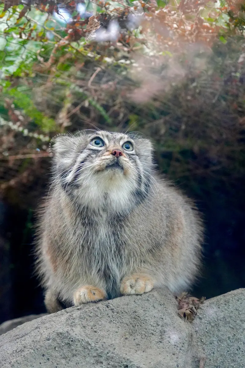 Фотография Аз в Царстве Животных Кобе