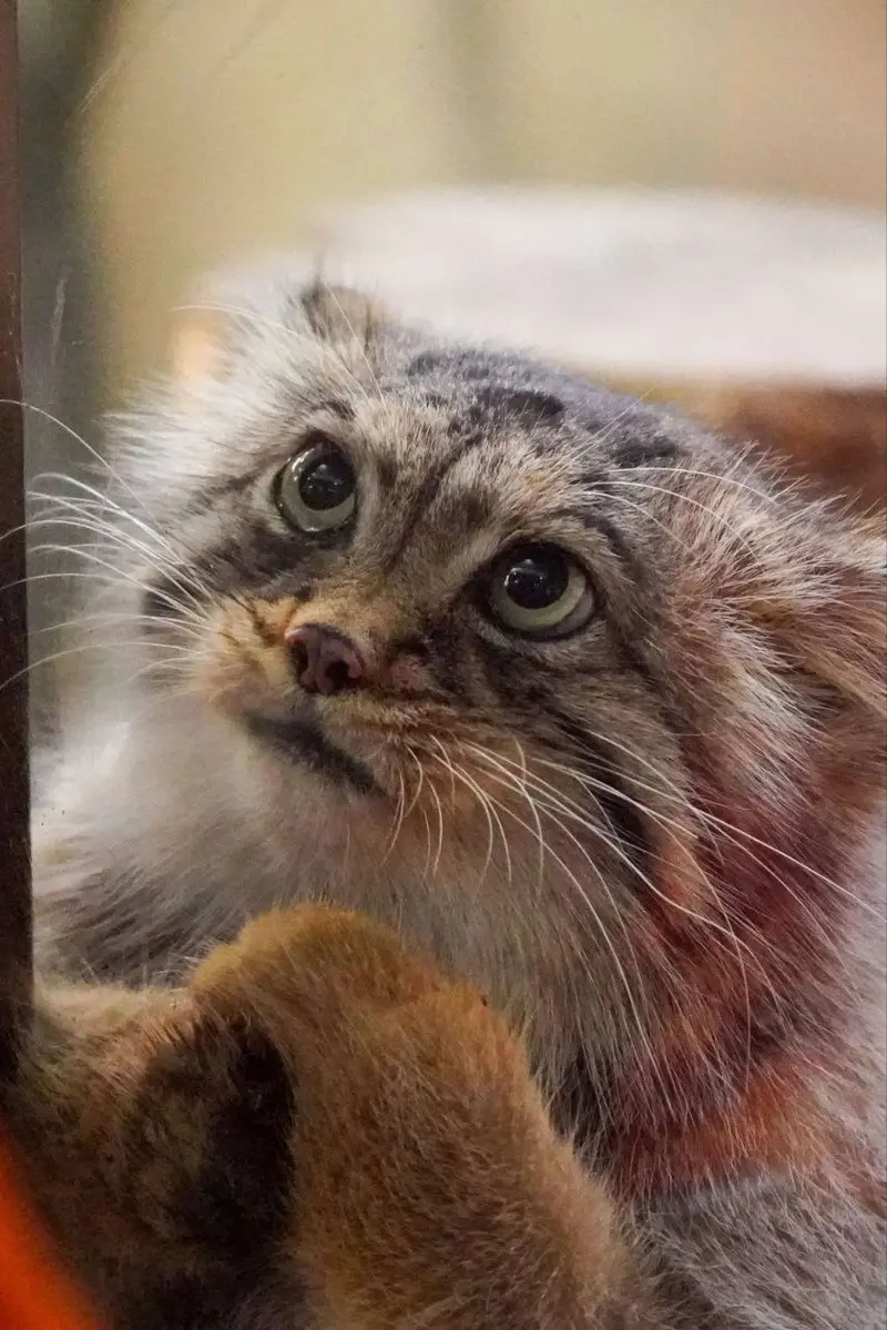 Фотография с манулом