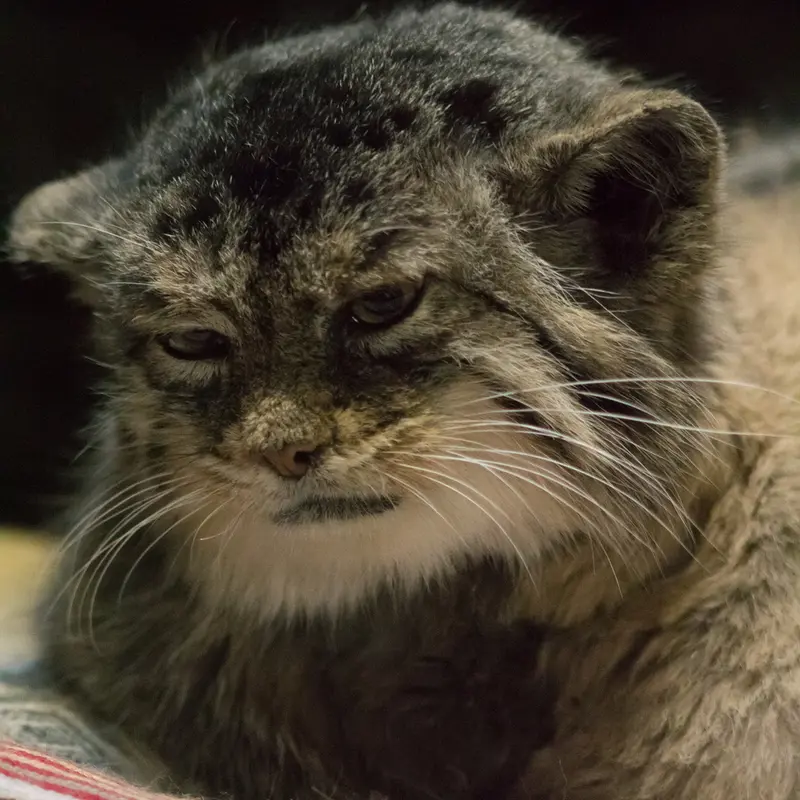 Фотография Примулы в Зоопарке Уено