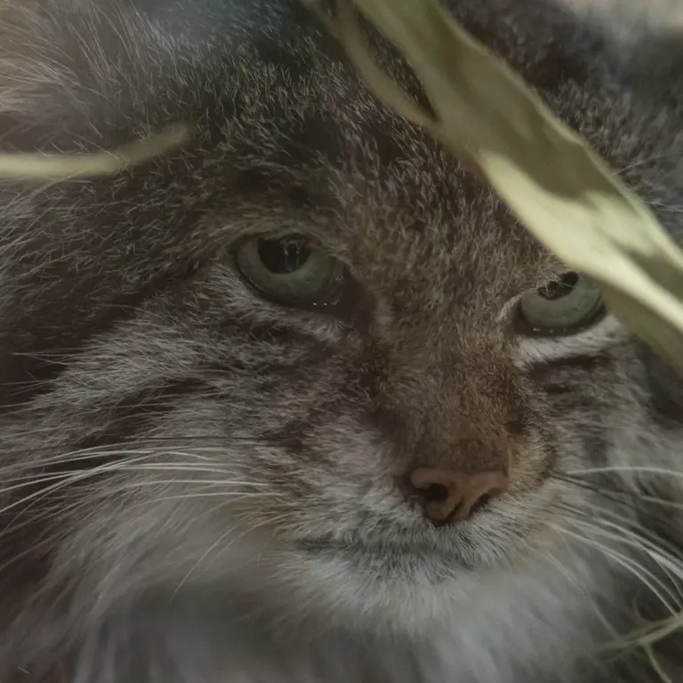 Фотография Клёна в Зоопарке Уено