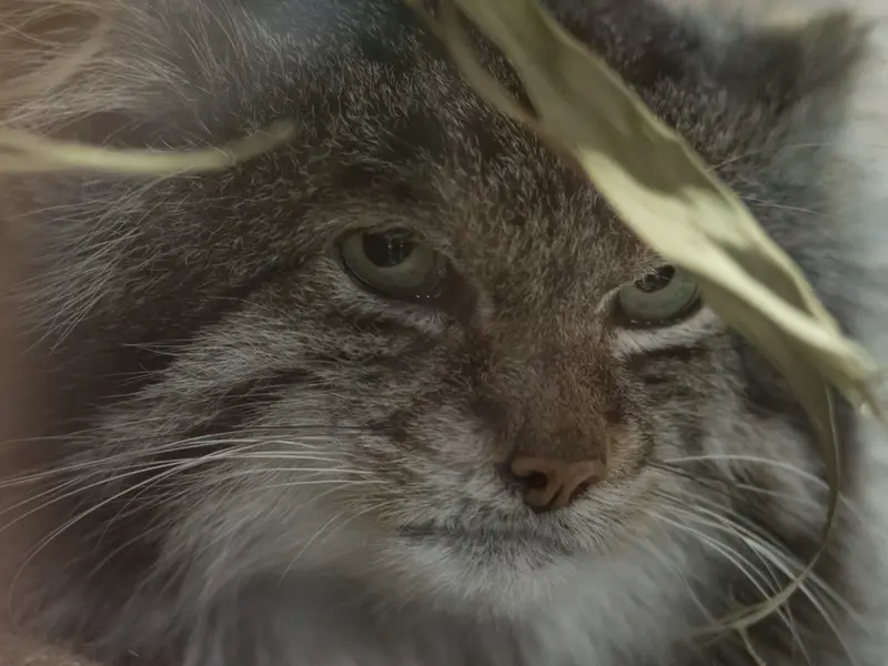 Фотография Клёна в Зоопарке Уено